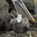 pelican_brown_san_v_0192_ecu2391.jpg
